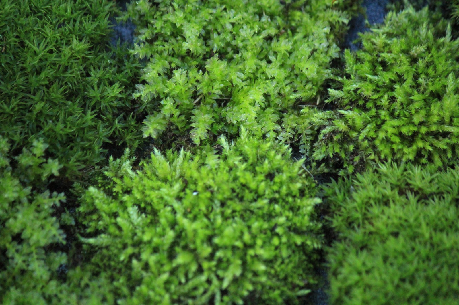 Live Moss -Top 3 Favorites Mix -FEATHER -SMALL STAR -GEM THYME Terrarium 48″ sq.