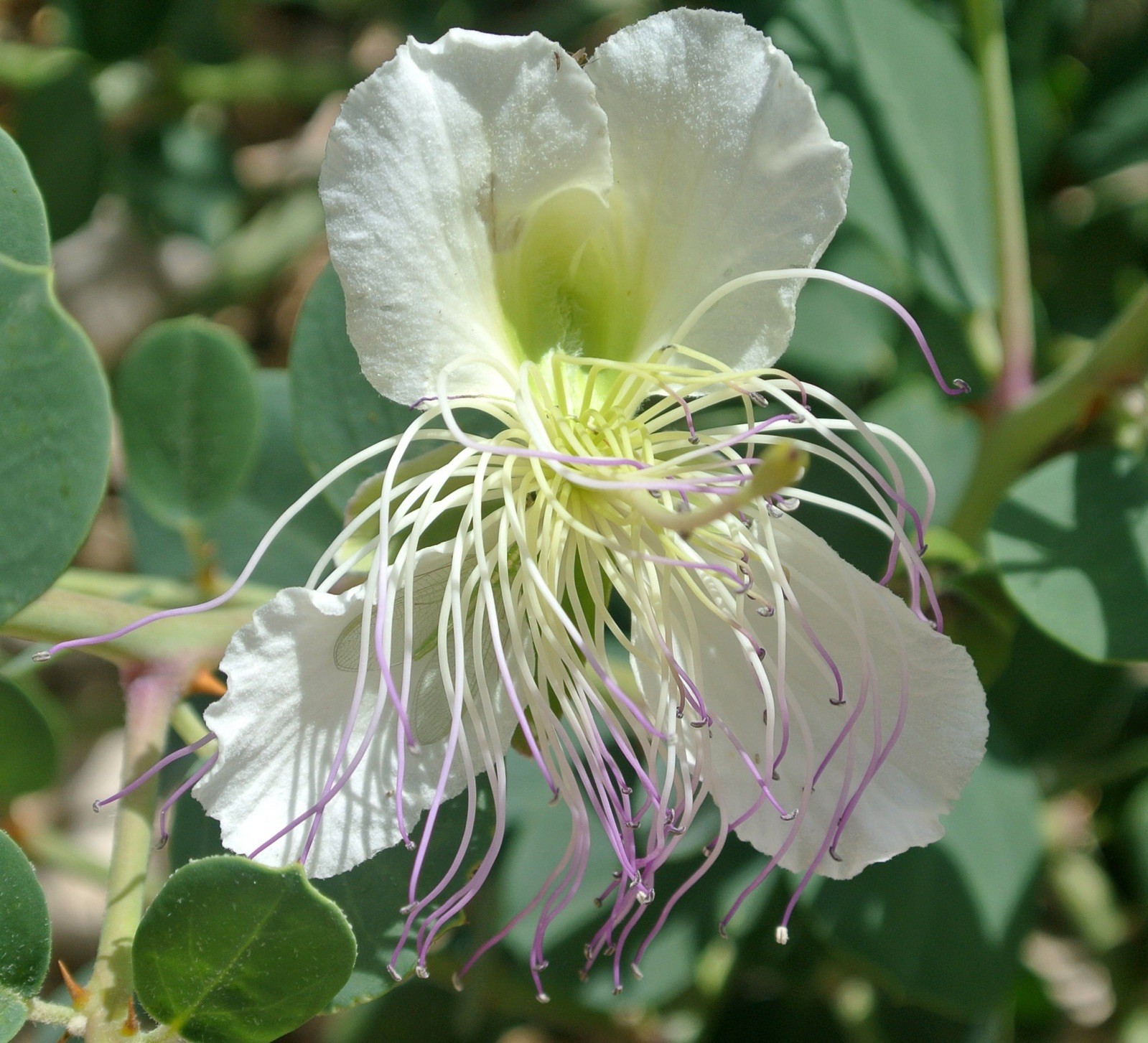 Capparis spinosa 500 Seeds – Caper Bush