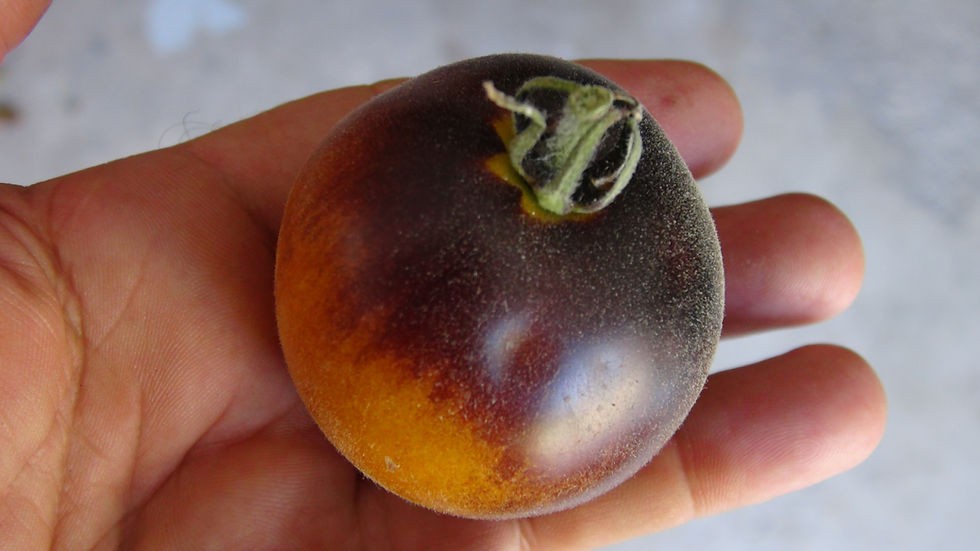 *NEW* Wolly Kate Yellow Tomato 10 Seeds Free Shipping!