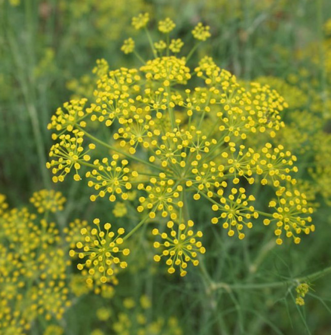 Fennel FLORENCE Herb Perennial Swallowtail Butterfly Host Plant NonGMO 200 Seeds