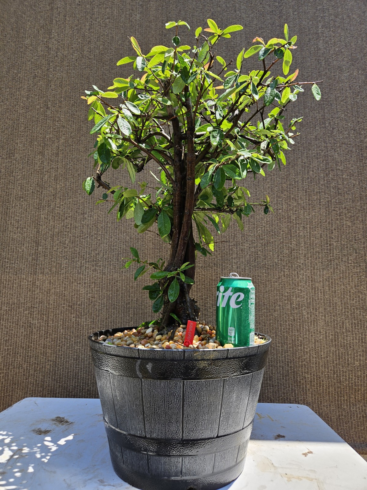Old Japanese Flowering Quince ( Toyo- Nishiki -Quince ) Bonsai Tree,,, SALE