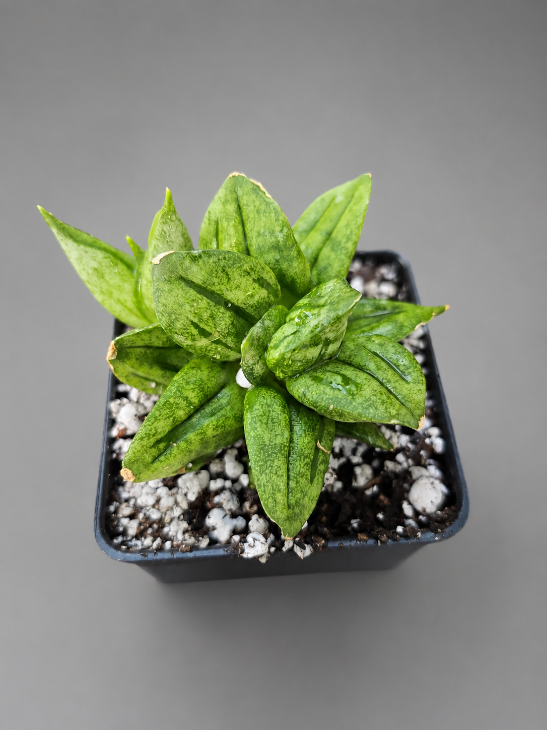 Sansevieria Hybrid Pyramid SUPER RARE Plant in 2″ Pot