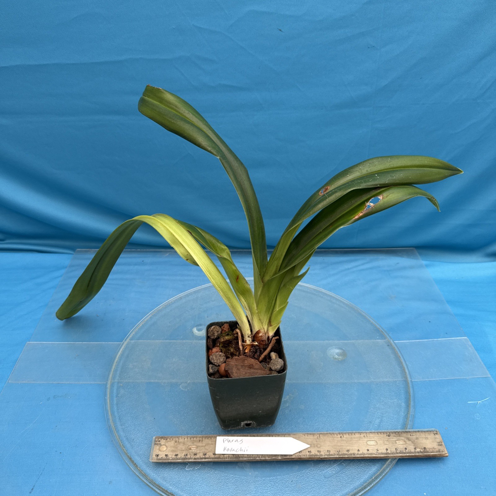 Phragmipedium kovachii Pink Purple NEW IMPORT Orchid species 4” FRESH RePot