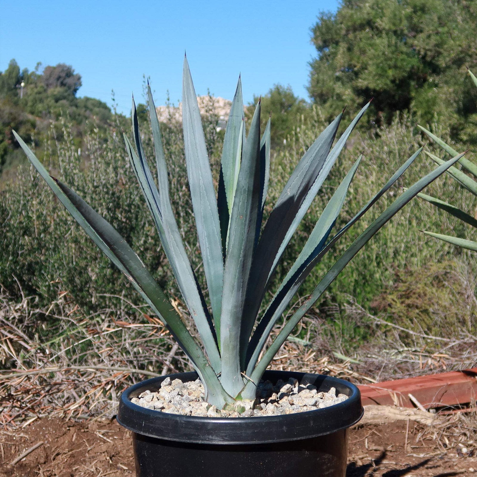 Blue agave – Agave Tequilana ‘Tequila Plant’ cactus Cacti Succulent real live pl