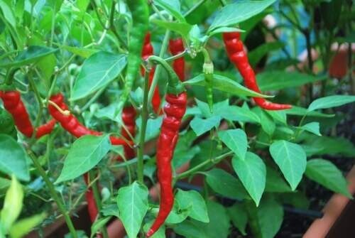 Indian Jwala Red Spicy Chili Pepper 25-Seeds Organically Grown Hot Peppers