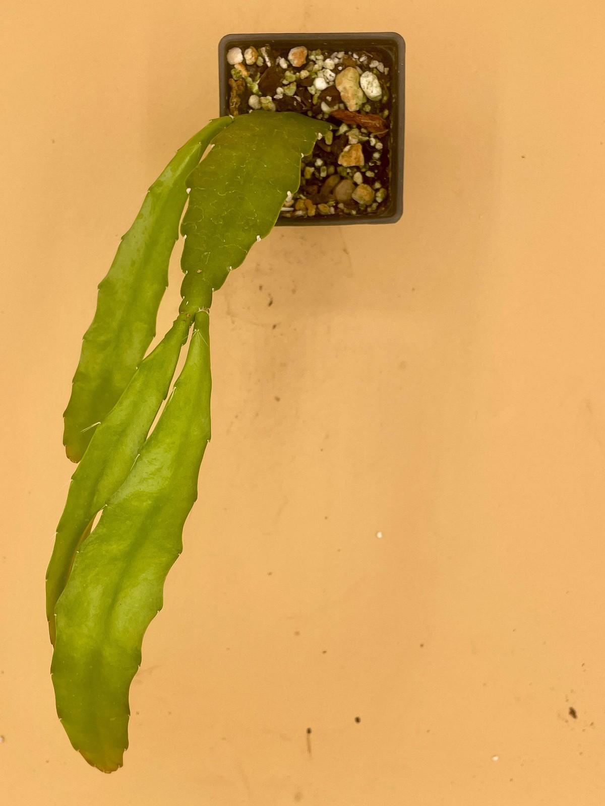Epiphyllum Hybrid ‘Appeal’ Fully-Rooted Starter Pot –