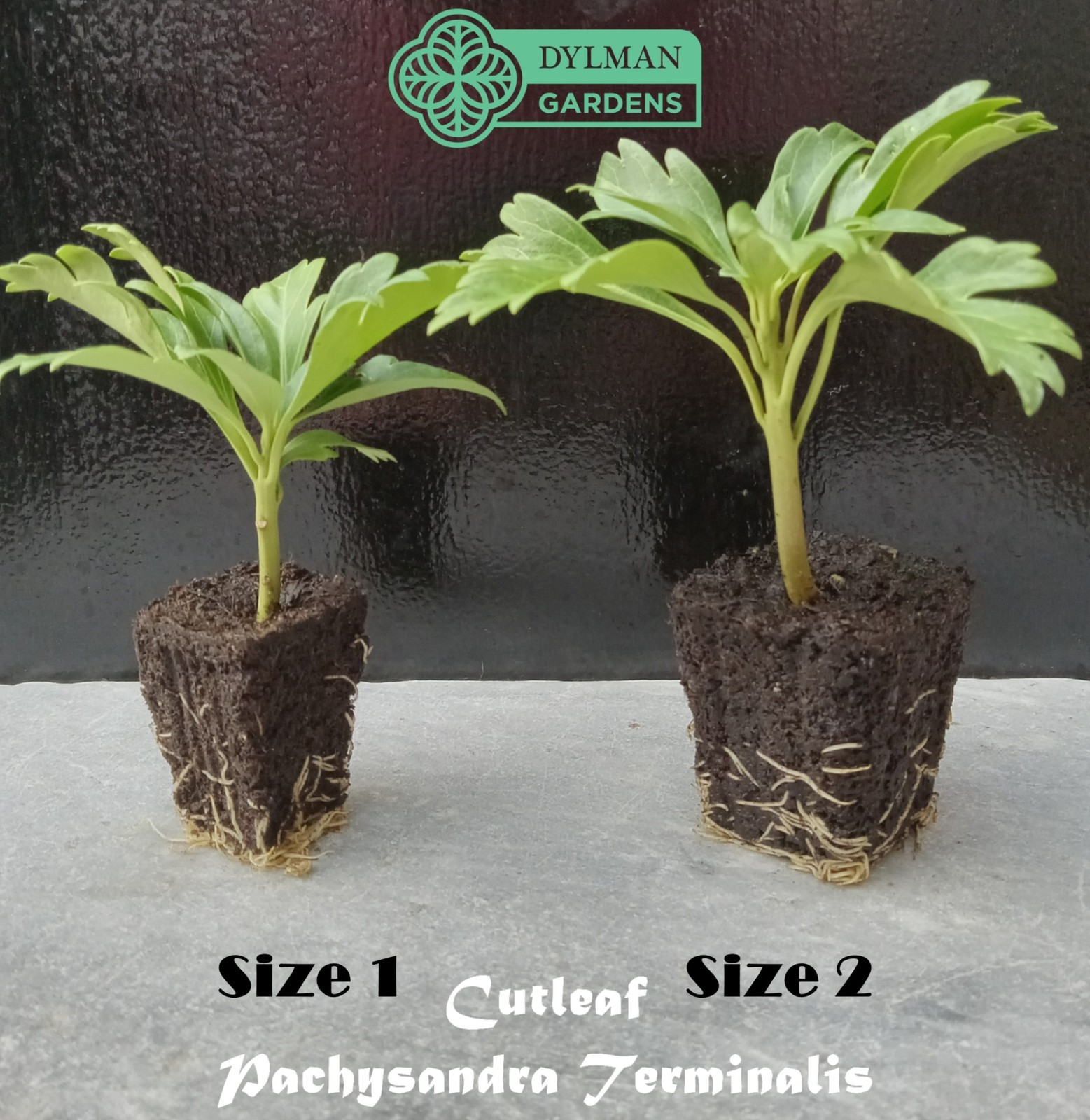Cutleaf Japanese Spurge (Pachysandra terminalis ‘Cutleaf’) – Multiple Sizes