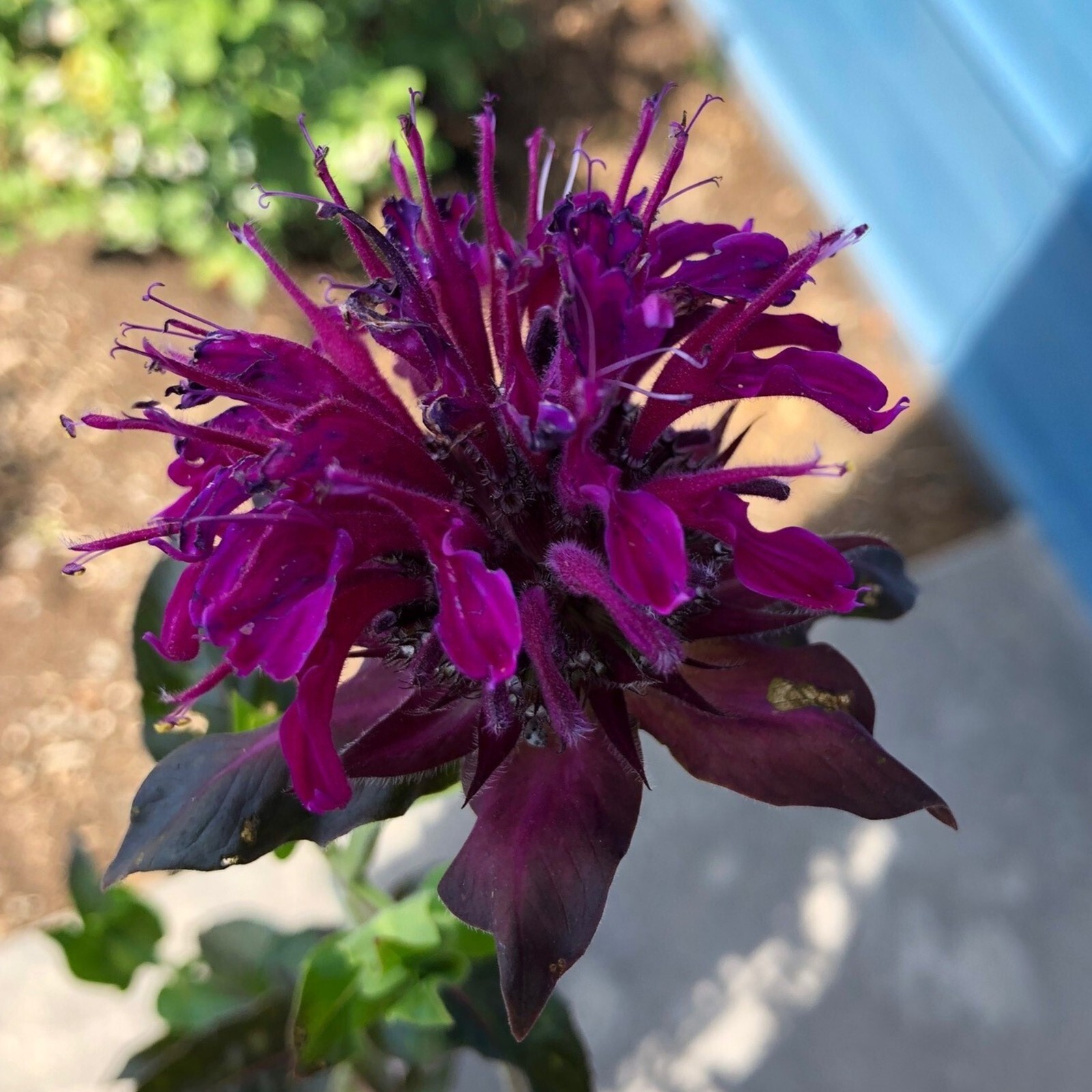 100 Panorma Bee Balm Seeds Flowers Seed Butterflies Bees Hummingbird US SELLER