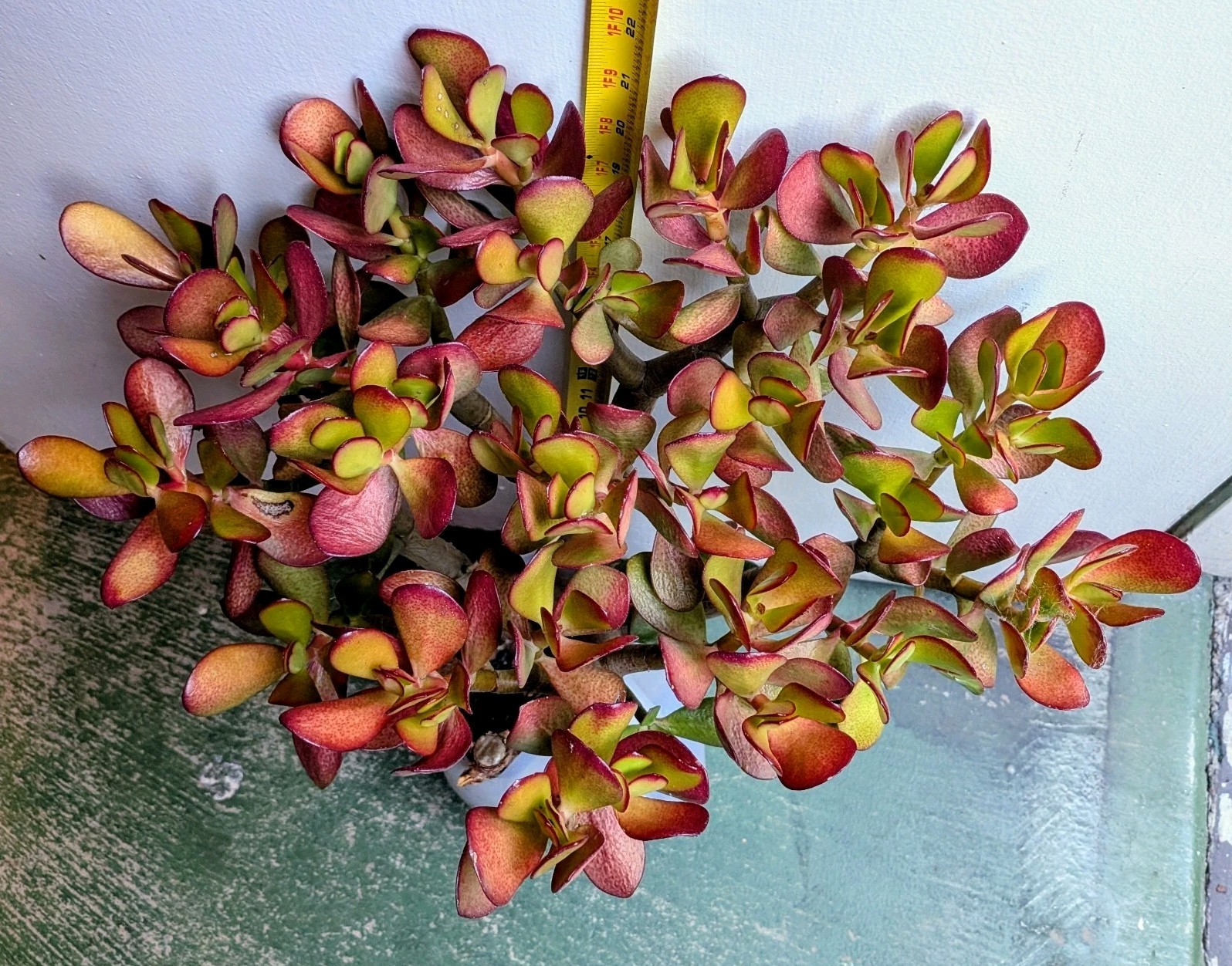 Semi-Stressed Crassula Ovata 3 Yrs-Old Jade Plant Stump @Door Pick Up *Zip 94538