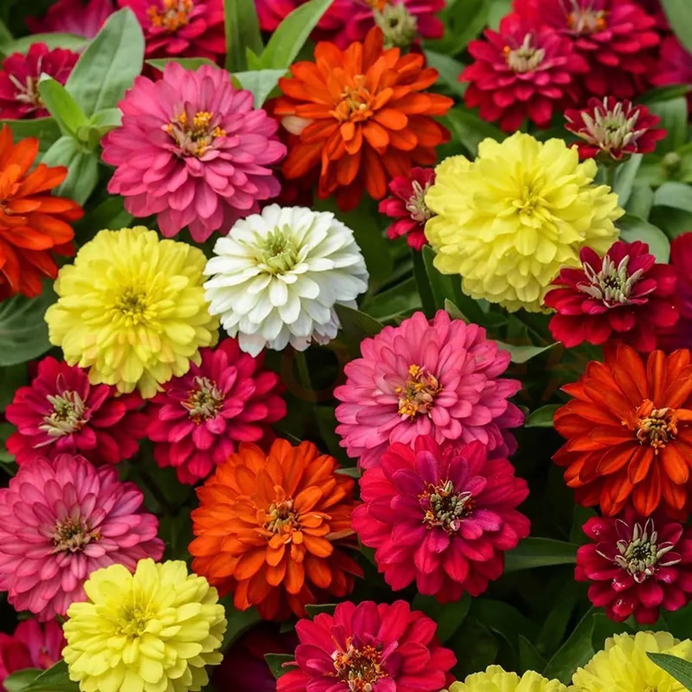 1200+ Crazy Blend Zinnia Seeds for Planting, Heat & Drought Mixed Color