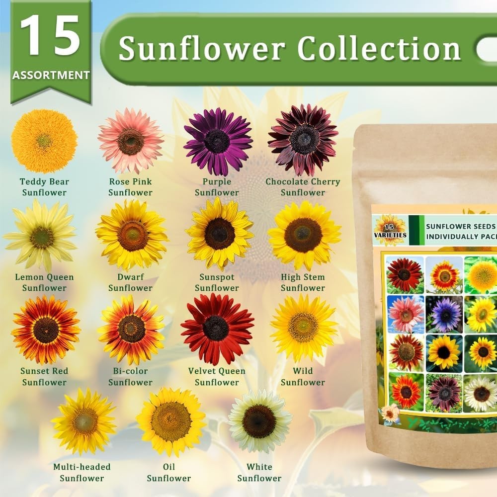 Bulk Sunflower Seeds 1000+ Heirloom Non-GMO 15 Packets for Pollinator Garden