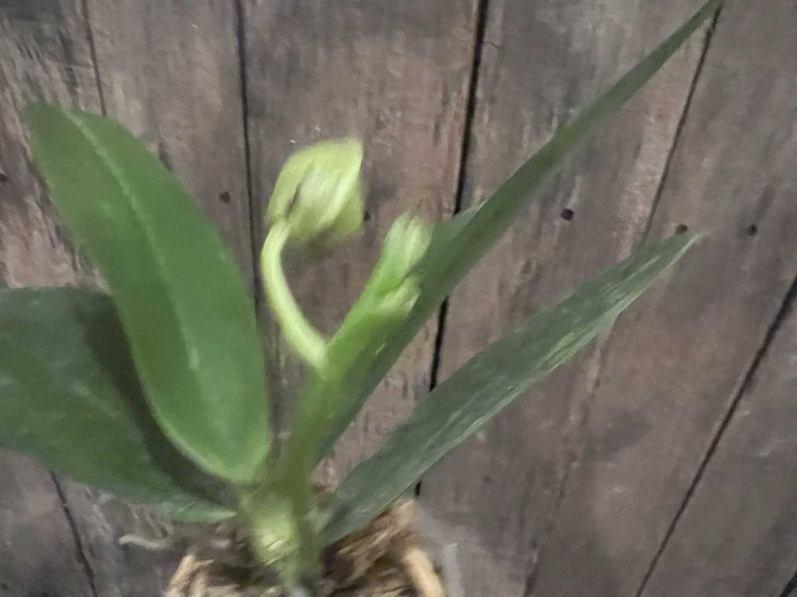 Phal. Zheng Min Anaconda ‘Wilson’, Fragrant, In Spike, FREE Shipping
