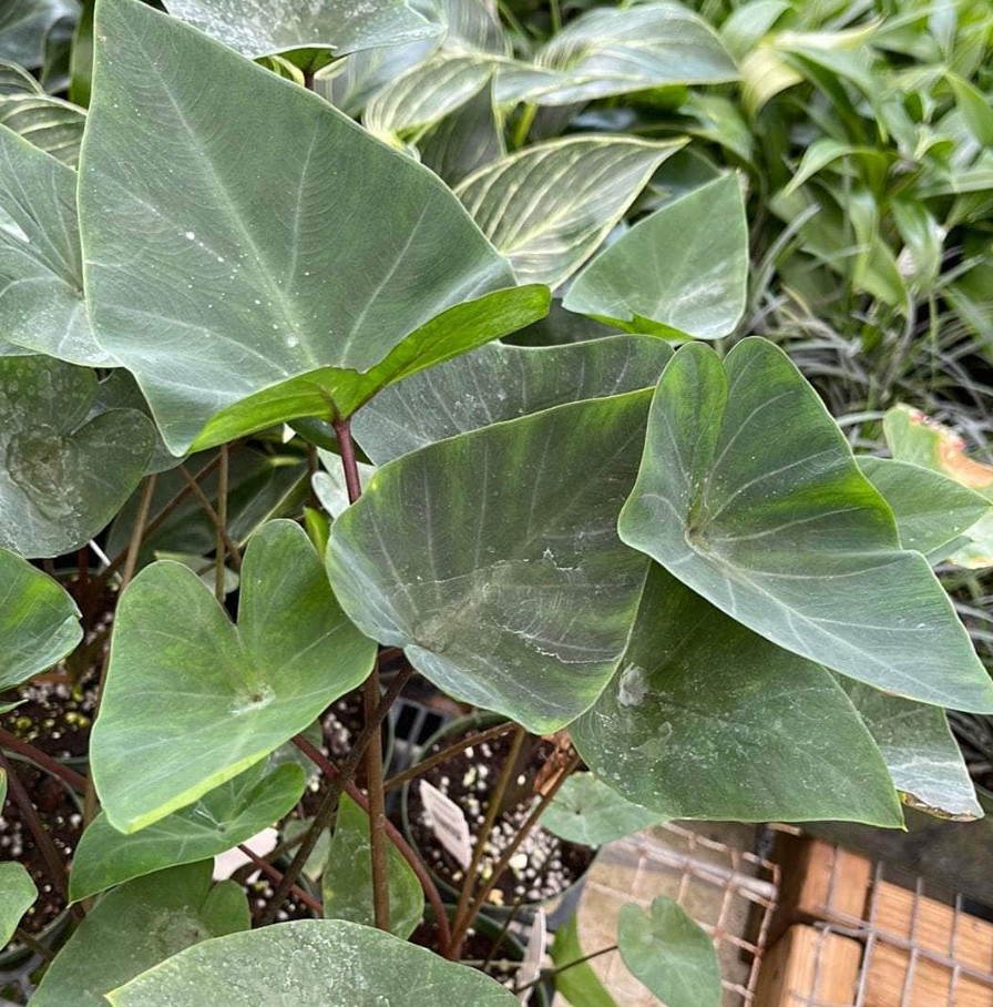 Tea Cup Colocasia Live Plant – 4-6 Inches Tall – Ship No Pot – Tropical Plant