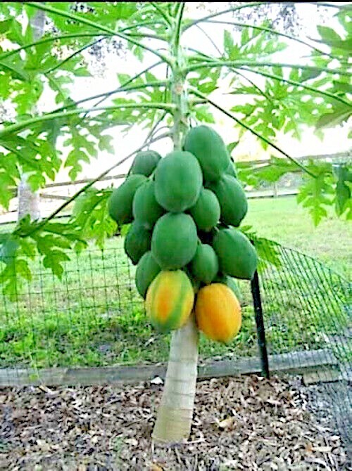 20 “DWARF SOLO WAIMANALO” (Carica Papaya) Fruit Tree Seeds Fast Houseplant