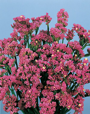 Statice Fortress Rose 1,000 seeds