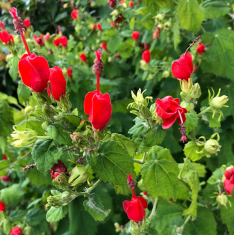 Turk’s Cap Live Plant – 1 Gallon – Fully Rooted Texas Native Shrub
