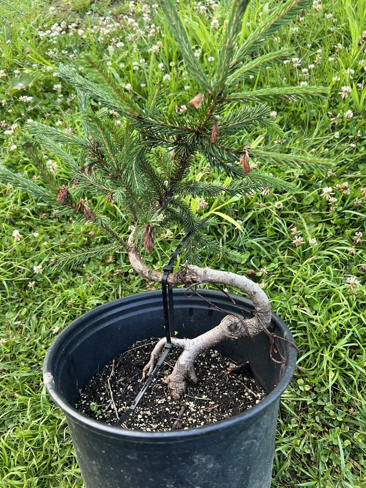 Exposed Root White Spruce 9” Pre Bonsai Material. About 6 Years Old