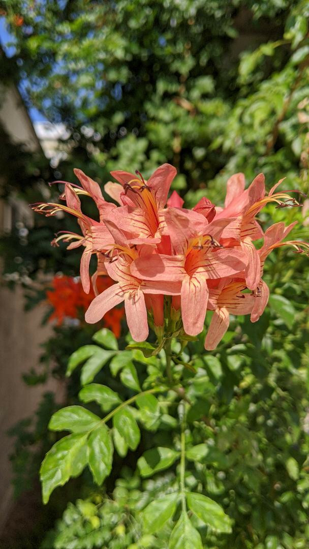 Free Shipping! 10 seeds Cape Honeysuckle—Golden Sunshine Hummingbird magnets!