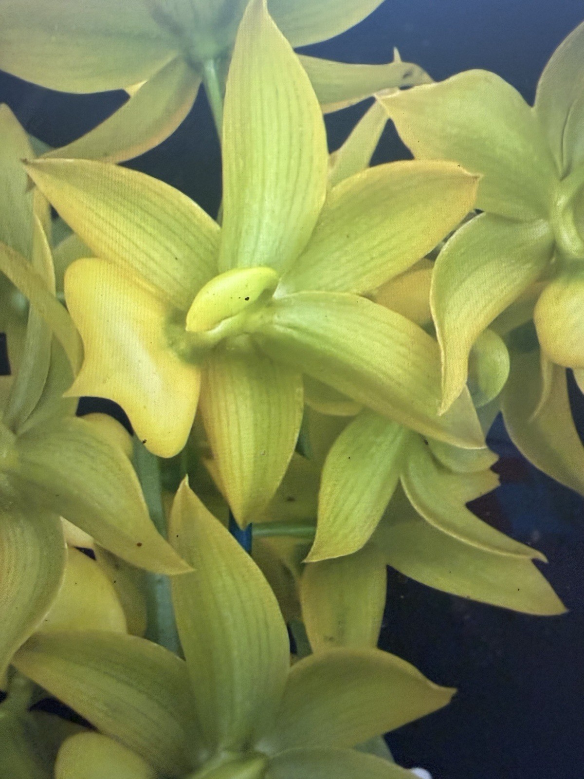 Orchid Plant Box full 10 plants Rescue bulb stem bare root cuttings