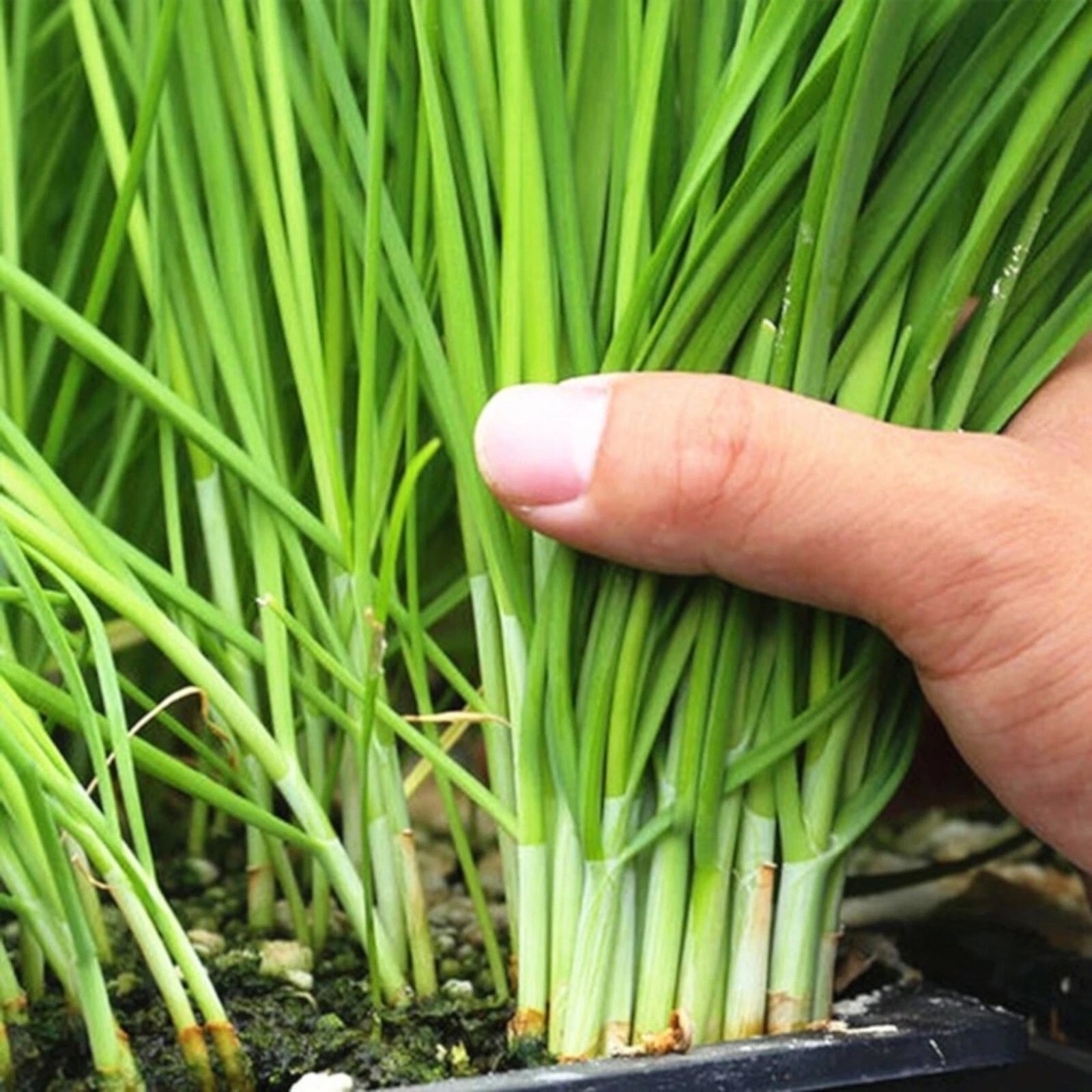 100+ Organic Chinese Chives Seeds, Garlic Chives Seeds, Non-GMO, High Yield
