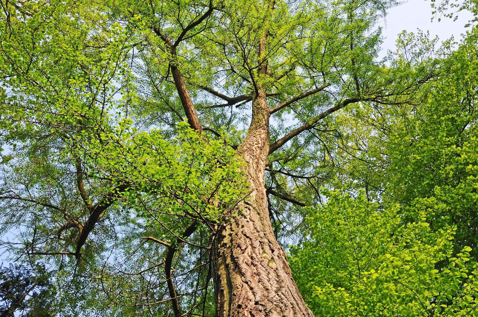 10 GINKGO BILOBA Maidenhair Tree Yellow Fall Orange “Fruit” Herb Seeds