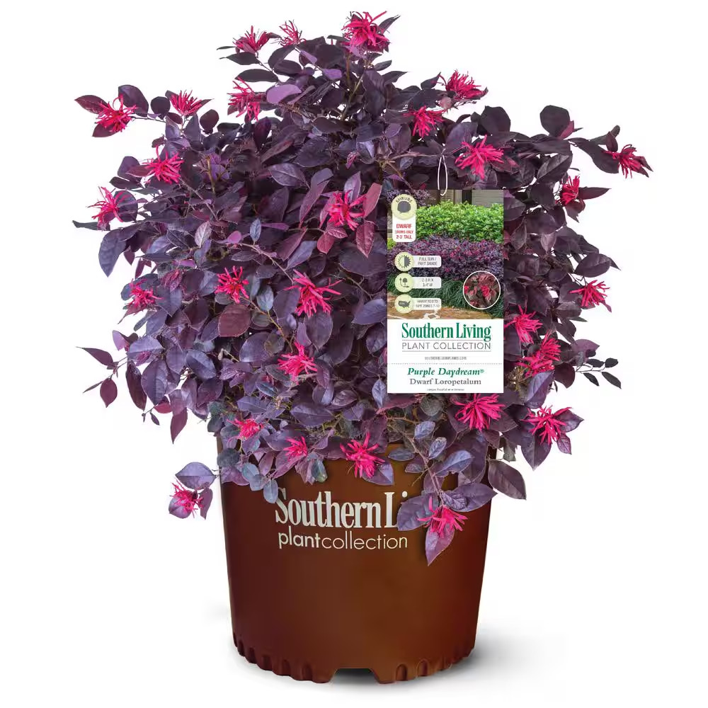Purple Loropetalum Shrub Evergreen Flowering Bush 2.5 Qt Dwarf Pink Blooms