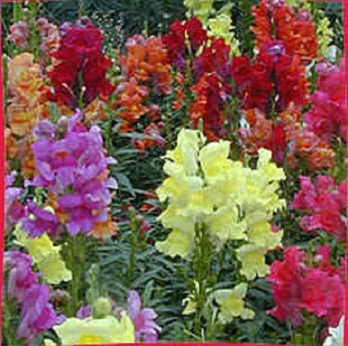 2000 Mixed MOROCCAN TOADFLAX / SNAPDRAGON Linaria Maroccana Flower Seeds *CombSH