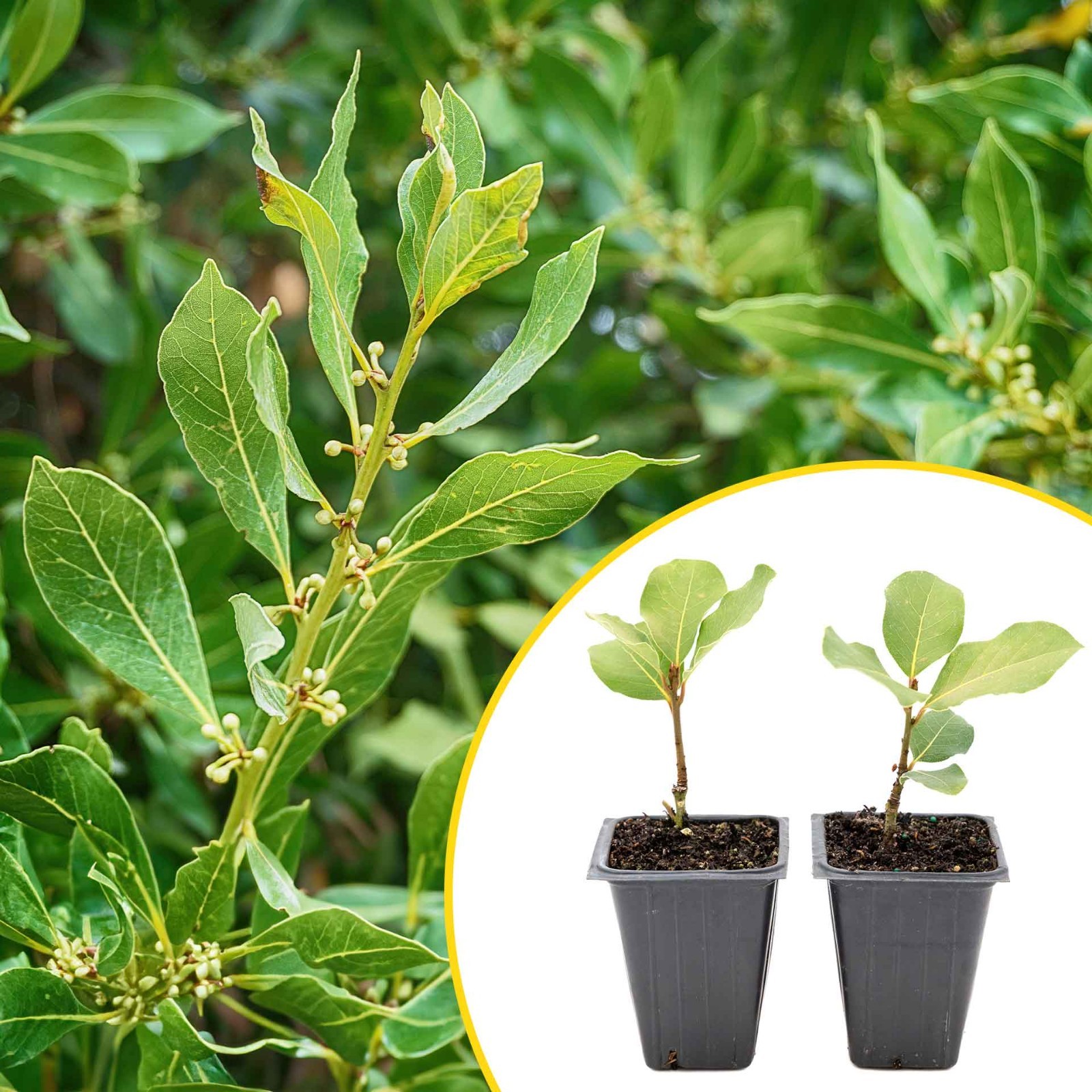 2 Saratoga Bay Laurel Plants in 3.5″ Cube, Edible Evergreen Bay Shrub (Laurus)
