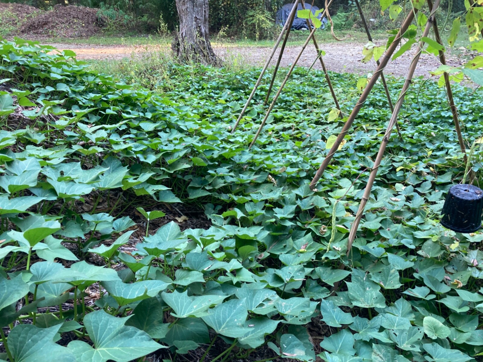 x6 Organic Okinawan sweet potato vine slips (rooted) Ready To Plant!