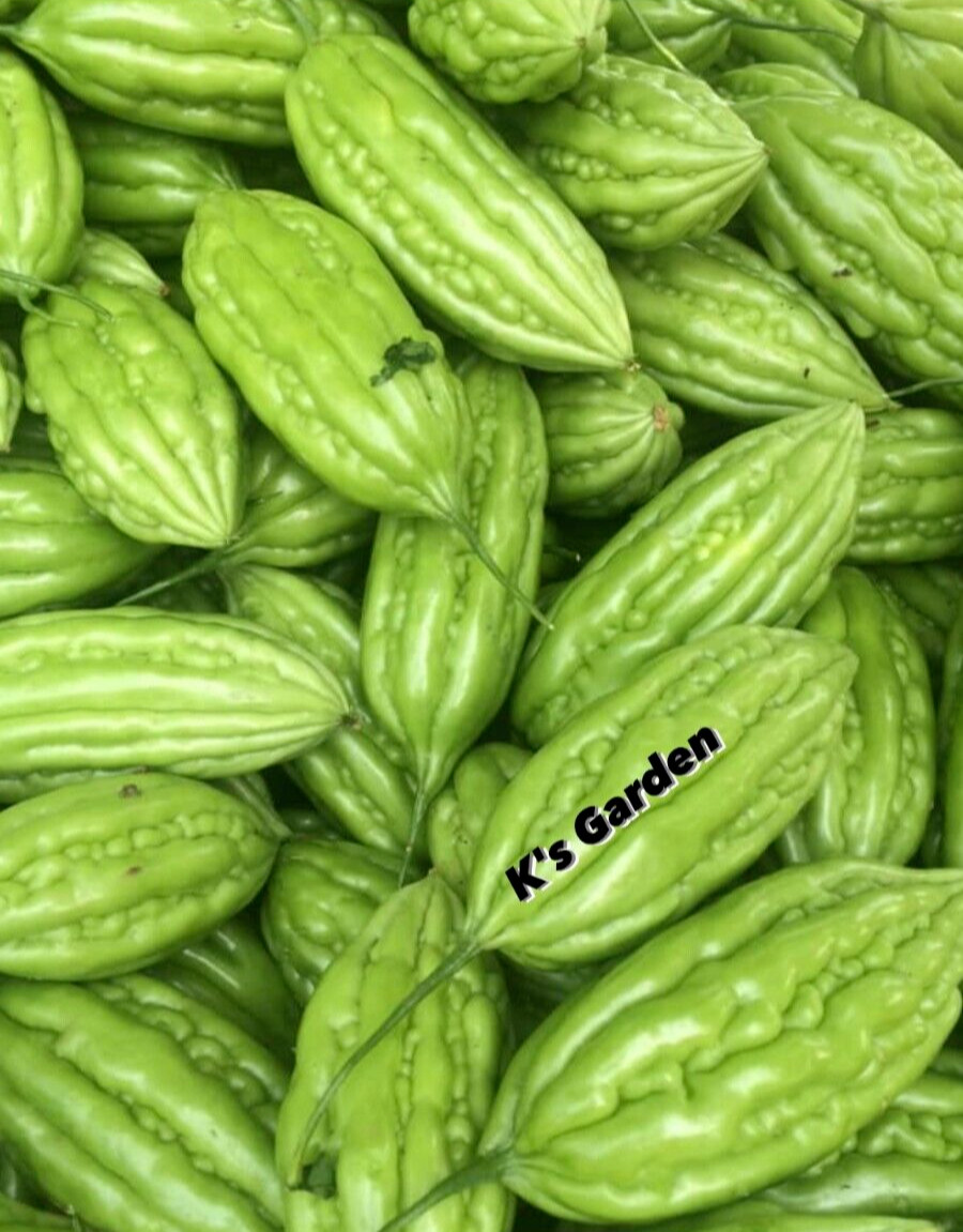 SHORT GREEN SKIN BITTER MELON SEEDS – KHỔ QUA TRÁI LÙN (5 pcs)
