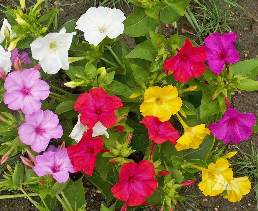 Landscapers Pack FOUR O’CLOCK MIX Perennial Flowers Evening Blooms 100 Seeds!