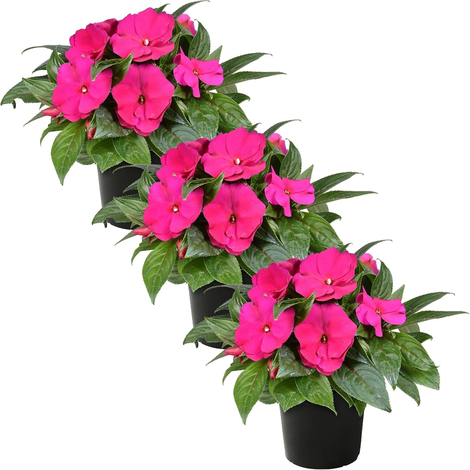 Gorgeous Live Flowering New Guinea Impatiens – 3 Plants for Spring/Summer Blooms