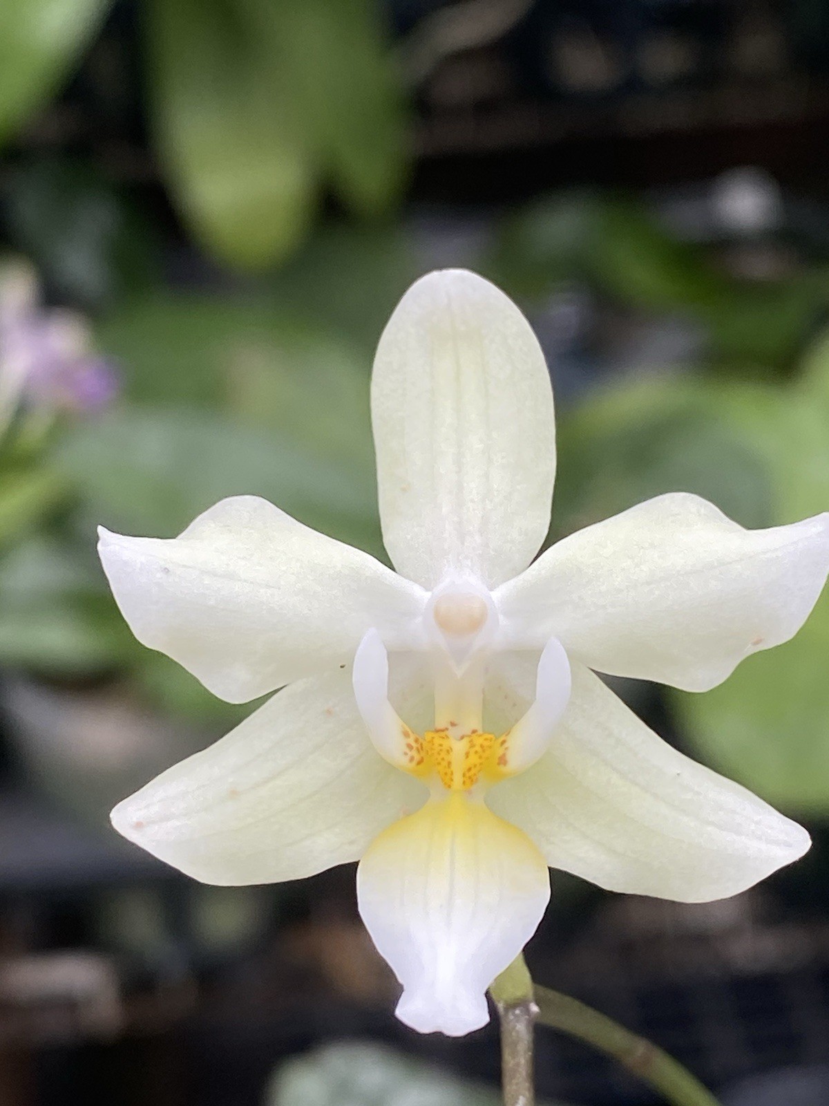 Original Phal Phalaenopsis Chip Chop x Little Dragon-FRAGRANT