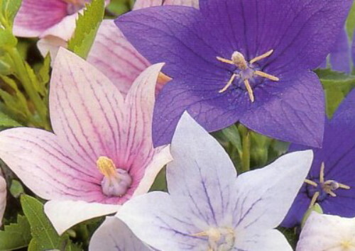 Party Popper Balloon Flower 50 Seeds – Perennial