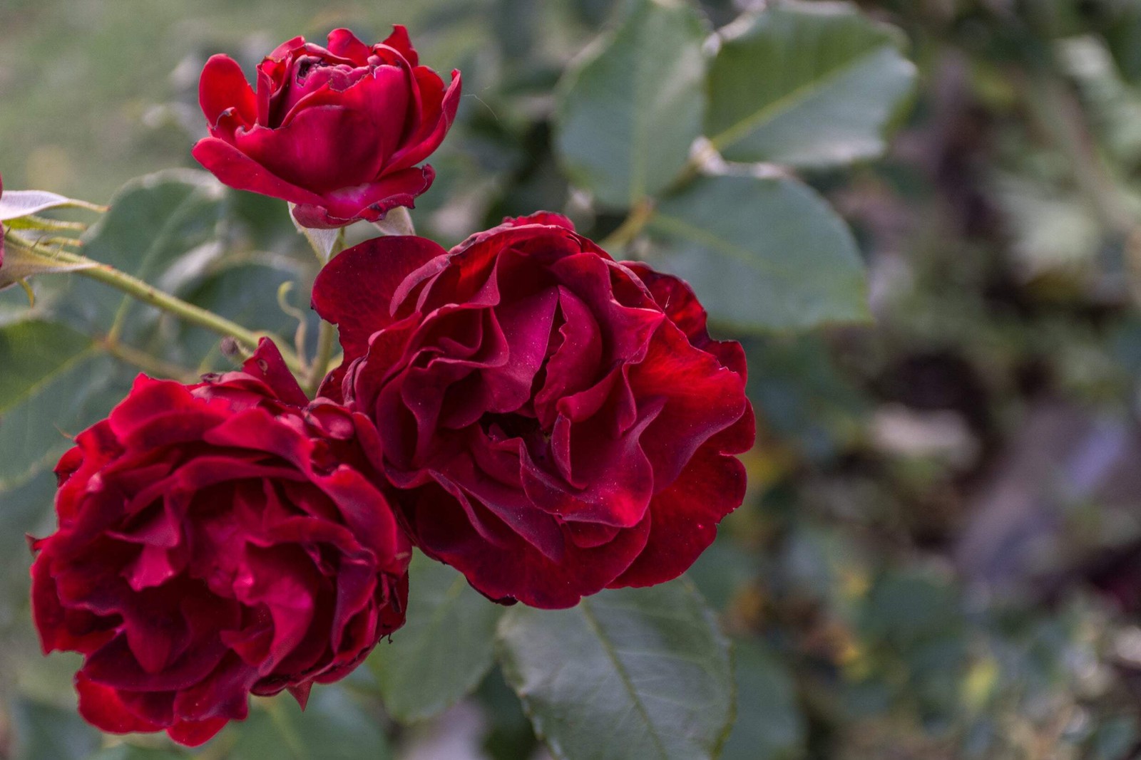 5 BURGUNDY CLIMBING ROSE Red Rosa Bush Vine Climber Fragrant Flower Seeds