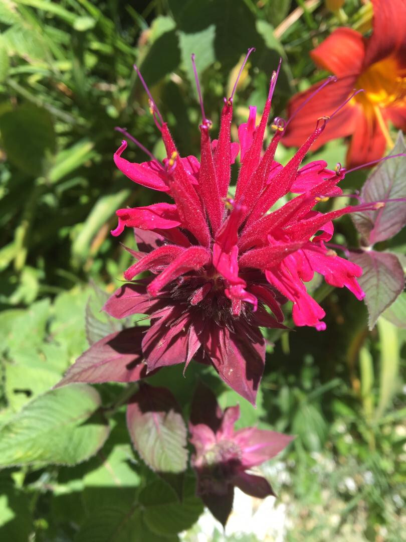 Red Monardo Bee Balm Flower 35 + Seeds USA Home Grown