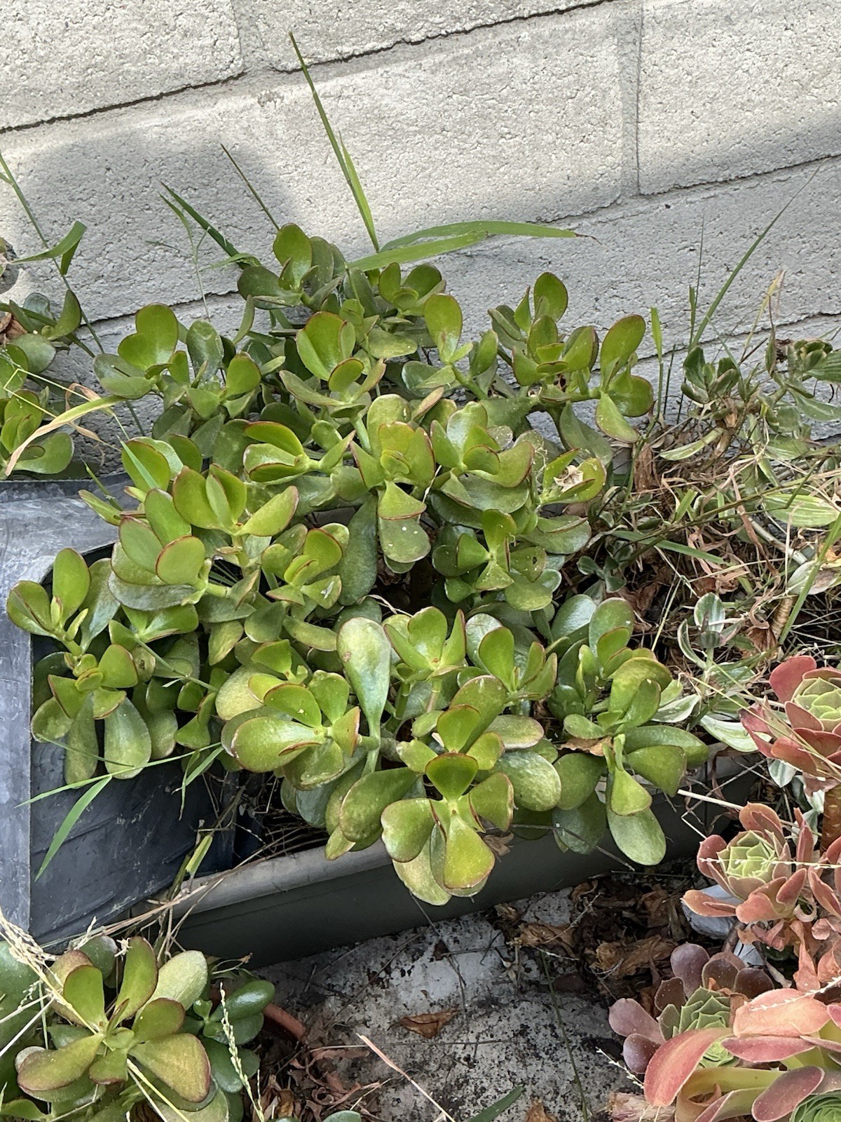 healthy jade plant with roots, Around 19” To 20” tall, rooted