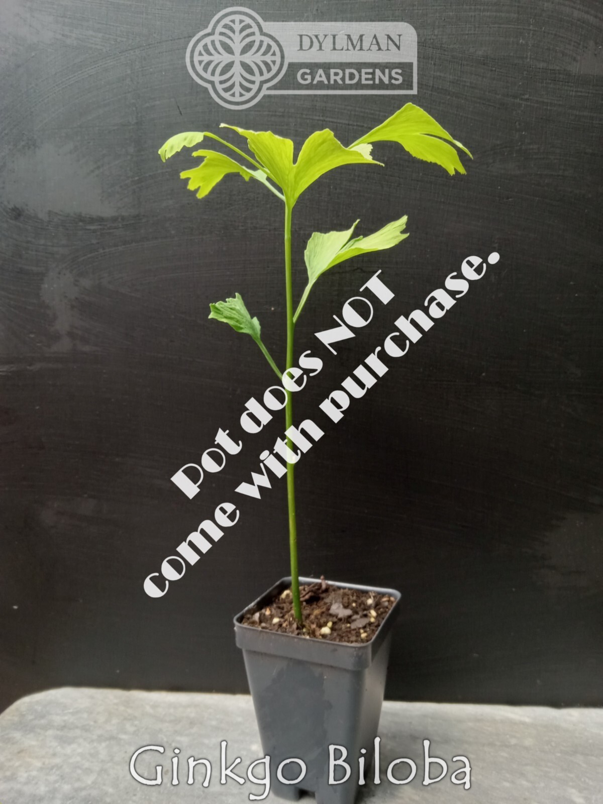 Ginkgo Biloba Tree – Maidenhair Tree – Living Fossil Tree – Multiple Sizes