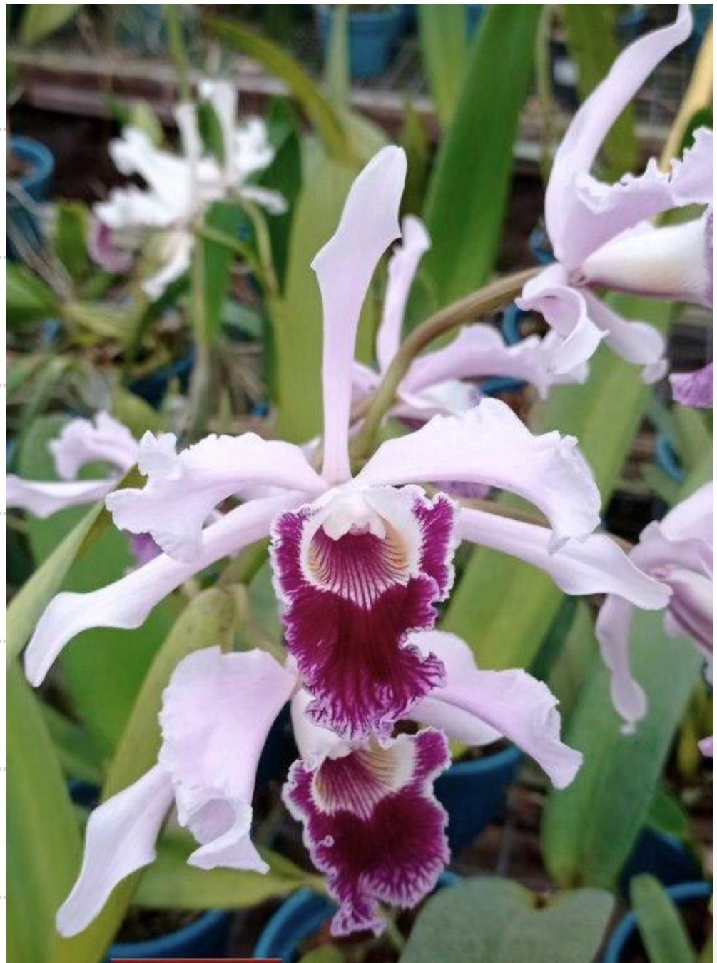 Cattleya crispa Vinicolor New Growth + Sheath Orchid Eros BS Species 9” Pot