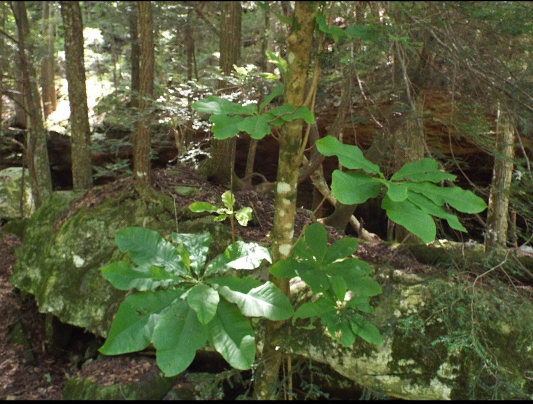 big leaf magnolia tree 12″ to 30″