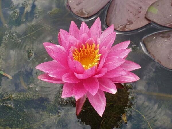 Live Fuschia Pink Very Hardy Waterlily Aquatic Pond Rhizome