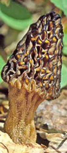 TRUE MOREL mushroom spores/ spawn mycelium (on dried seeds)