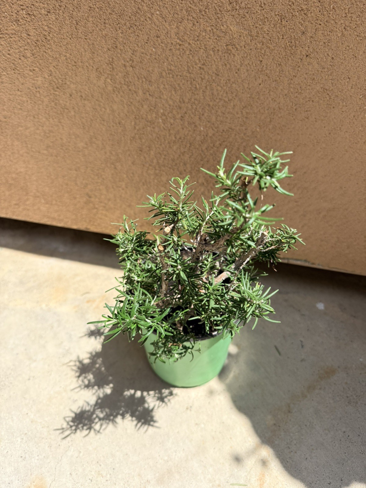Rosemary Rosmarinus Pre Bonsai Dwarf Shohin Nice Movement Trunk Flowers Fragrant