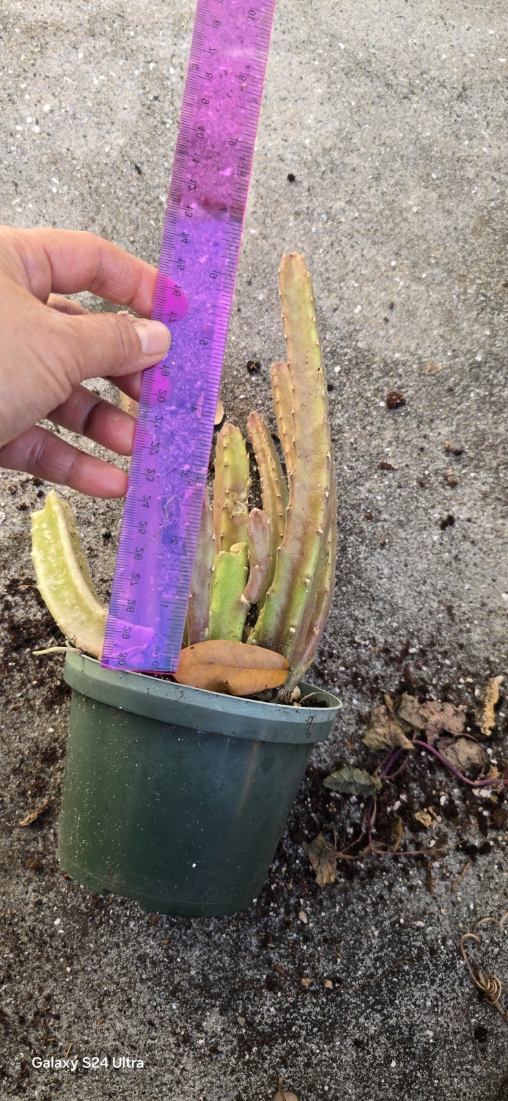 Black Bell Stapella Plant Well Rooted In 5 Inches Nursery Po