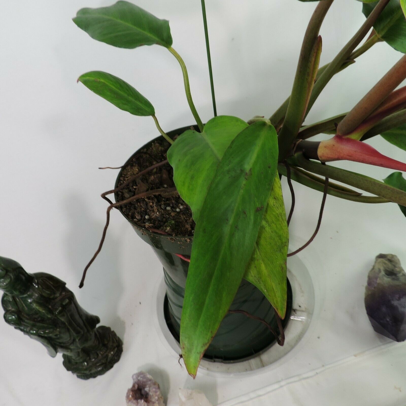 Philodendron Orange Marmalade, Autumn Queen 6″ pot, Fedex 2day
