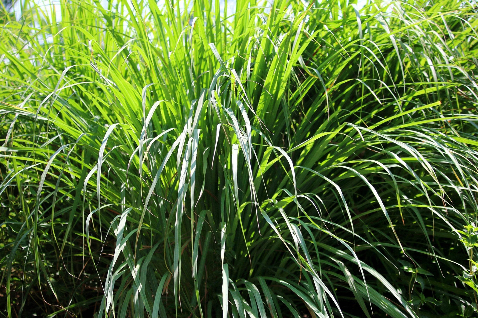 100 LEMONGRASS Lemon Grass Herb Vegetable Ornamental Cymbopogon Flexuosus Seeds