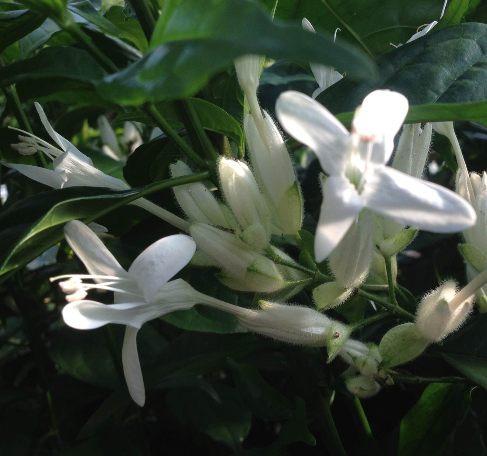 White Candles Tropical Shrimp Plant Shade Garden Perennial Justicia