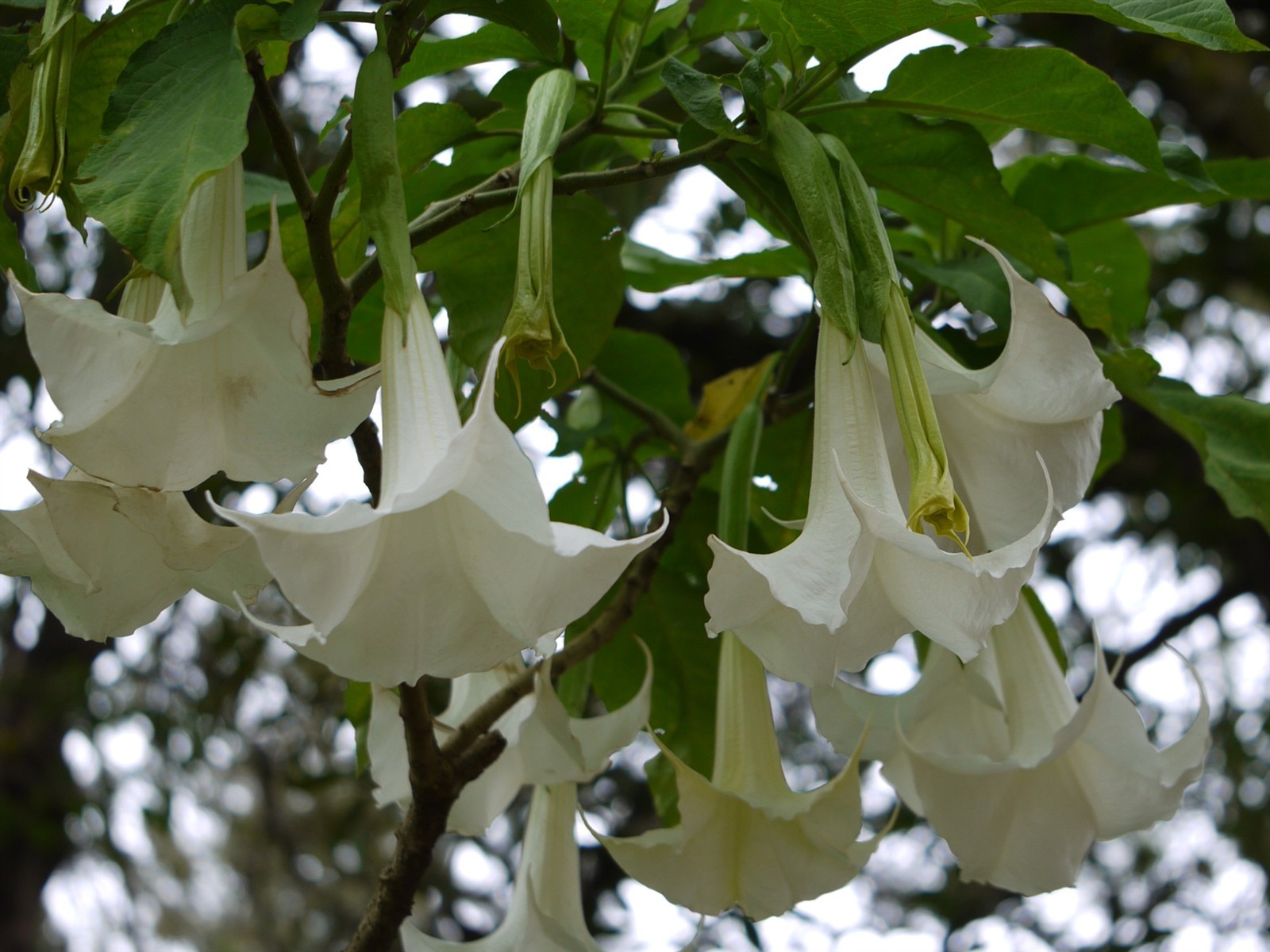 Brugmansia arborea | Angel’s Trumpet | 20_Seeds