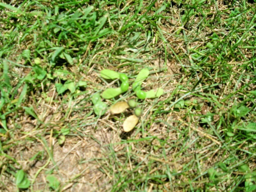 20 LEGACY SUGAR MAPLE SEEDS – Acer saccharum “