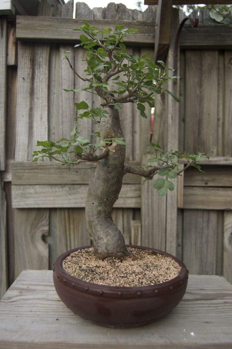 Baobab Bonsai Tree Seeds – 5 Seeds to Grow – Highly Prized Baobab Tree – Ship…